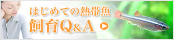 ���Ƥ�Ǯ�ӵ�������Q��A