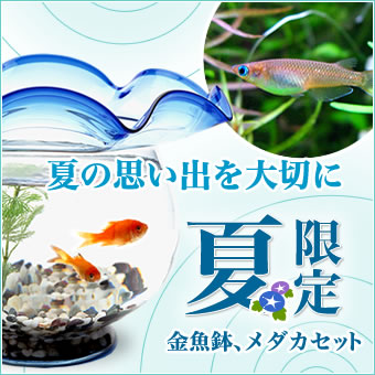 �Ƥλפ��Ф����ڤˡڲƸ���۶��ȭ����������å�