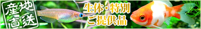 �ڻ���ľ�������Ρ����̤�����