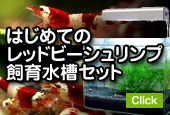 レッドビーシュリンプ水槽セット