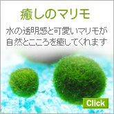 �ޥ��/�ݶ� ����