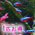 Ǯ�ӵ� ����