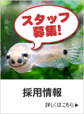 ¥¹¥¿¥Ã¥ÕÊ罸¡ª¾Ü¤·¤¯¤Ï¤³¤Á¤é