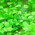 Ǯ�ӵ�