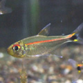 Ǯ�ӵ�