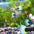 ���åԡ����ɥ��ĥ�����������������