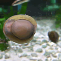 �եͥ��޳�