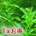 �ѡ��륰�饹