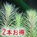 �顼���ޥ䥫