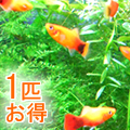 Ǯ�ӵ� ����