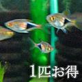 �饹�ܥ顦�إƥ����ե�