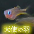 �ݥݥ�ǥå��ե륫��