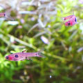 �ܥ�饹�ޥ���顼��
