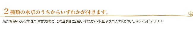 2種類の水草のうちからいずれかを。※ご希望のある方はご注文の際に、【水草】欄に2種いずれかの水草名をご入力ください。例)アヌビアスナナ