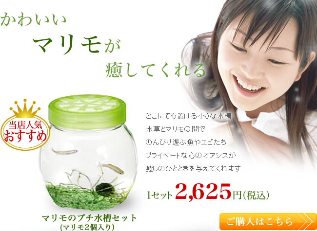 ���襤���ޥ�⤬�����Ƥ�������Ź�͵�No.1�ۥޥ��Υץ����奻�å�