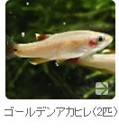 ������ǥ󥢥��ҥ��2ɤ��