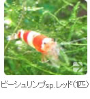 ��åɥӡ�������ס�1ɤ��