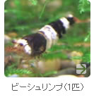 �ӡ�������ס�1ɤ��