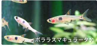 �ܥ�饹�ޥ���顼��