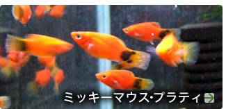 �ߥå����ޥ������ץ�ƥ�