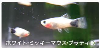 �ۥ磻�ȡ��ߥå����ޥ������ץ�ƥ�