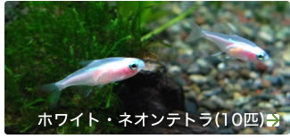 �ܥ�饹�ޥ���顼��