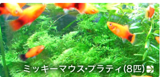 �ߥå����ޥ������ץ�ƥ�