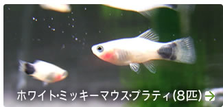 �ۥ磻�ȡ��ߥå����ޥ������ץ�ƥ�