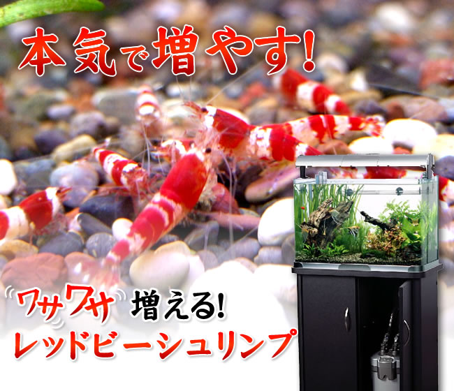 �ܵ������䤹���掠�掠�����롪��åɥӡ��������