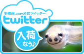 水槽屋.com公式twitter 入荷なう♪