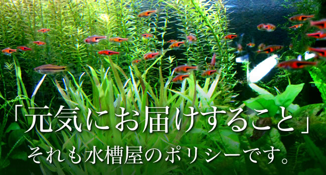 「元気にお届けすること」それも水槽屋のポリシーです。