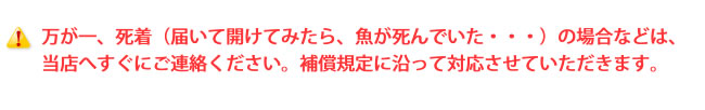 万が一、死着（届いて開けてみたら、魚が死んでいた・・・）の場合などは、当店へすぐにご連絡ください。補償規定に沿って対応させていただきます。