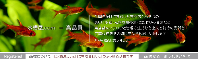 水槽屋 Com 熱帯魚 水草 アクアリウム用品の専門店 ネット通販 水槽屋 Com 熱帯魚 水草 アクアリウム用品の専門店 ネット通販