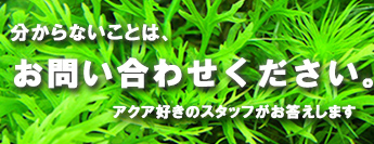 熱帯魚の育て方と水草の育て方のお問い合わせ先