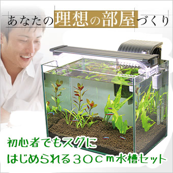 水槽屋 Com 熱帯魚 水草 アクアリウム用品の専門店 ネット通販