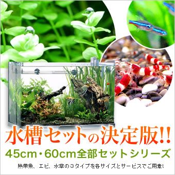 水槽屋 Com 熱帯魚 水草 アクアリウム用品の専門店 ネット通販