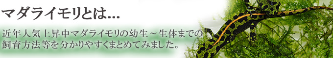 マダライモリ飼育方法