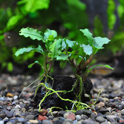ブセファランドラ種類 水槽屋.com │ 熱帯魚・水草と
