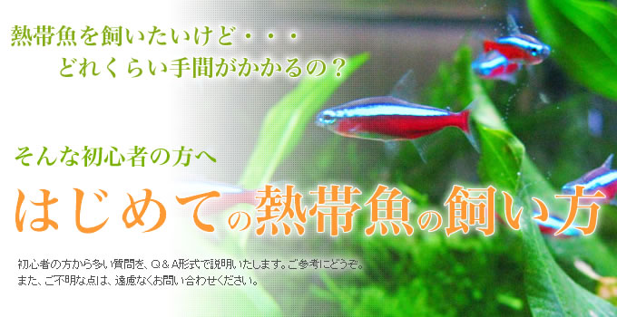 初心者の方へ　はじめての熱帯魚の飼い方