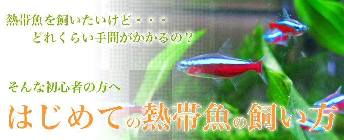 初心者の方へ はじめての熱帯魚の飼い方