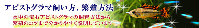 アピストグラマ　飼い方、繁殖方法