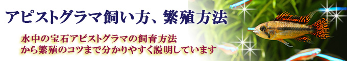 アピストグラマ　飼い方、繁殖方法