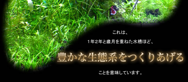 これは、1年2年と歳月を重ねた水槽ほど、豊かな生態系えをつくりあげることを意味しています。