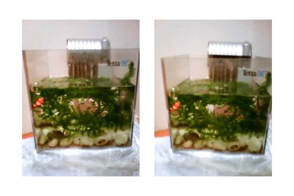 わたしのお部屋の水槽自慢コーナー 水槽屋.com │ 熱帯魚・水草