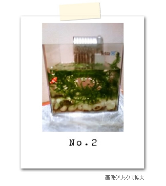 わたしのお部屋の水槽自慢コーナー 水槽屋.com │ 熱帯魚・水草