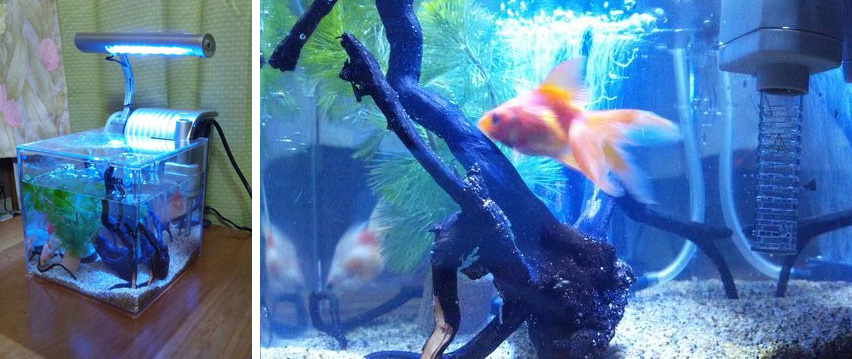 わたしのお部屋の水槽自慢コーナー 水槽屋.com │ 熱帯魚・水草