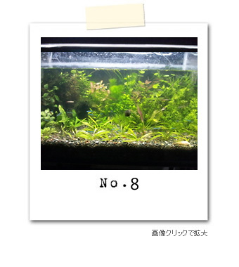 わたしのお部屋の水槽自慢コーナー 水槽屋.com │ 熱帯魚・水草
