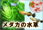 水槽屋 Com 熱帯魚 水草 アクアリウム用品の専門店 ネット通販 水槽屋 Com 熱帯魚 水草 アクアリウム用品の専門店 ネット通販