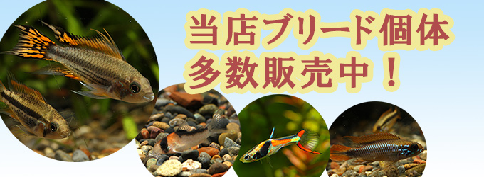 水槽屋.com │ 熱帯魚・水草とアクアリウム用品専門通販