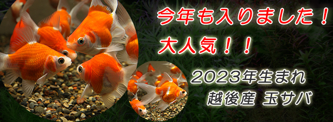 水槽屋.com │ 熱帯魚・水草とアクアリウム用品専門通販
